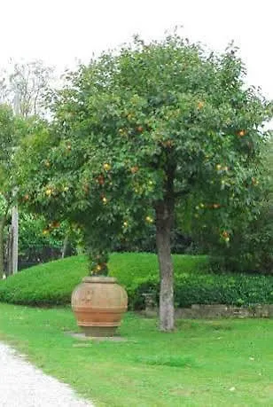 Venicegreen Agriresort Tessera Agroturismo